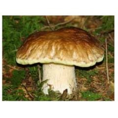 Dondurulmuş Porçini Mantarı 250 G.