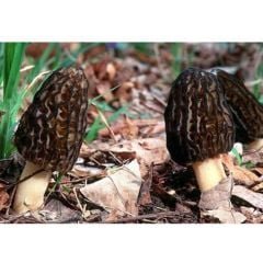 Doa Morel Mantarı Dondurulmuş 250 G.