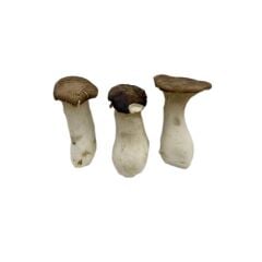 Mitro Eryngium King Oyster Mushroom Kayın Mantarı Taze 200 G.