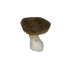Mitro Eryngium King Oyster Mushroom Kayın Mantarı Taze 200 G.